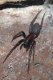 Spiders: Tube-web Spider (Segestria florentina)
